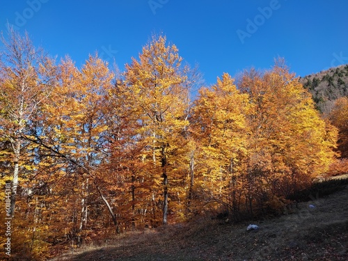 Vivid colourful trees in autumn in Galicica National Park, Macedonia