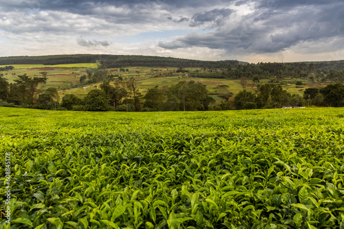 Tea plantations near Kericho  Kenya