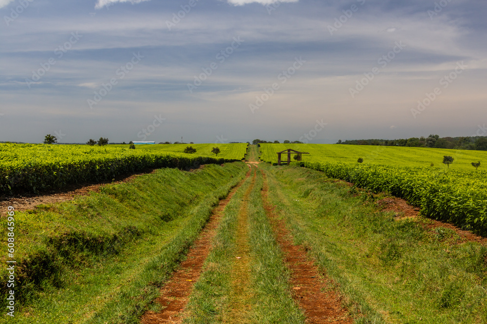 Tea plantations near Kericho, Kenya