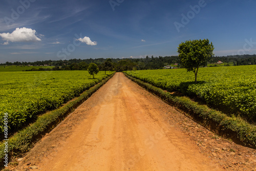 Tea plantations near Kericho  Kenya