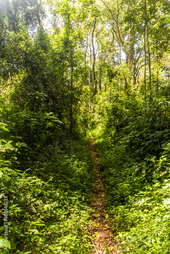 Hiking trail in Kakamega Forest Reserve  Kenya