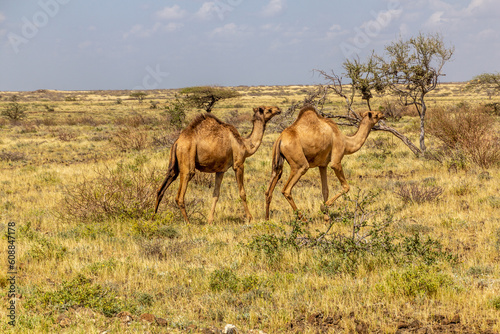Camels near Marsabit town  Kenya
