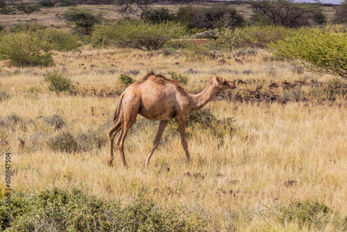 Camel near Marsabit town, Kenya photo