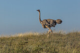 Female ostrich near South Horr village, Kenya