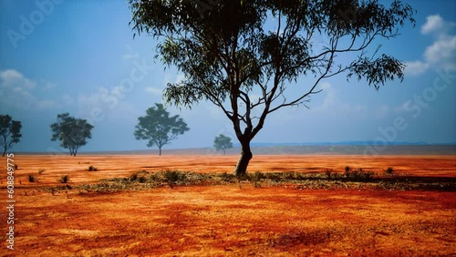 Desert trees in plains of africa under clear sky and dry floor
