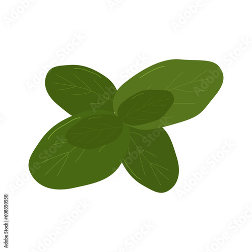 Fresh herbs and spices on white background. Green basil leaves. Menu design of cafes, bars, restaurants, snack bars. Vector flat illustration.
