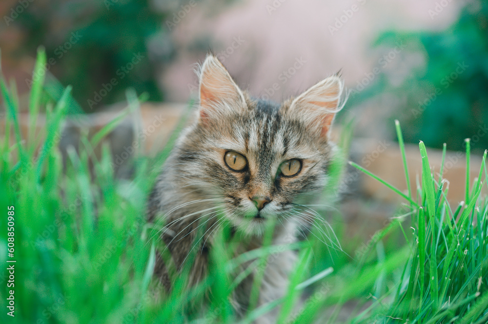 Cute tabby kitten sitting on the grass. Selective focus.