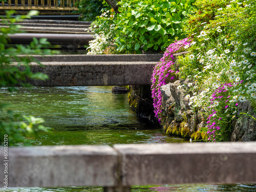 水辺に花が咲く地蔵川の風景 photo