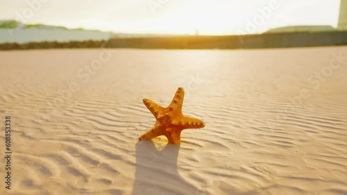 starfish on the sity beach photo