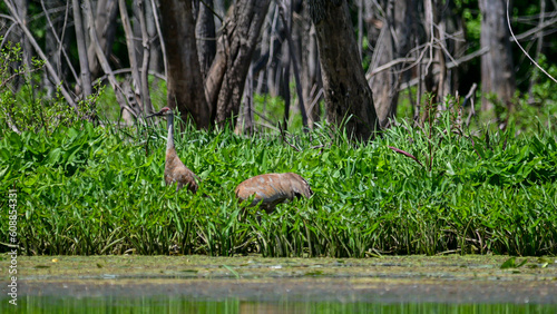 Sandhill Cranes in the Marsh