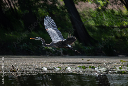 Great Blue Heron in Flight in the Marsh