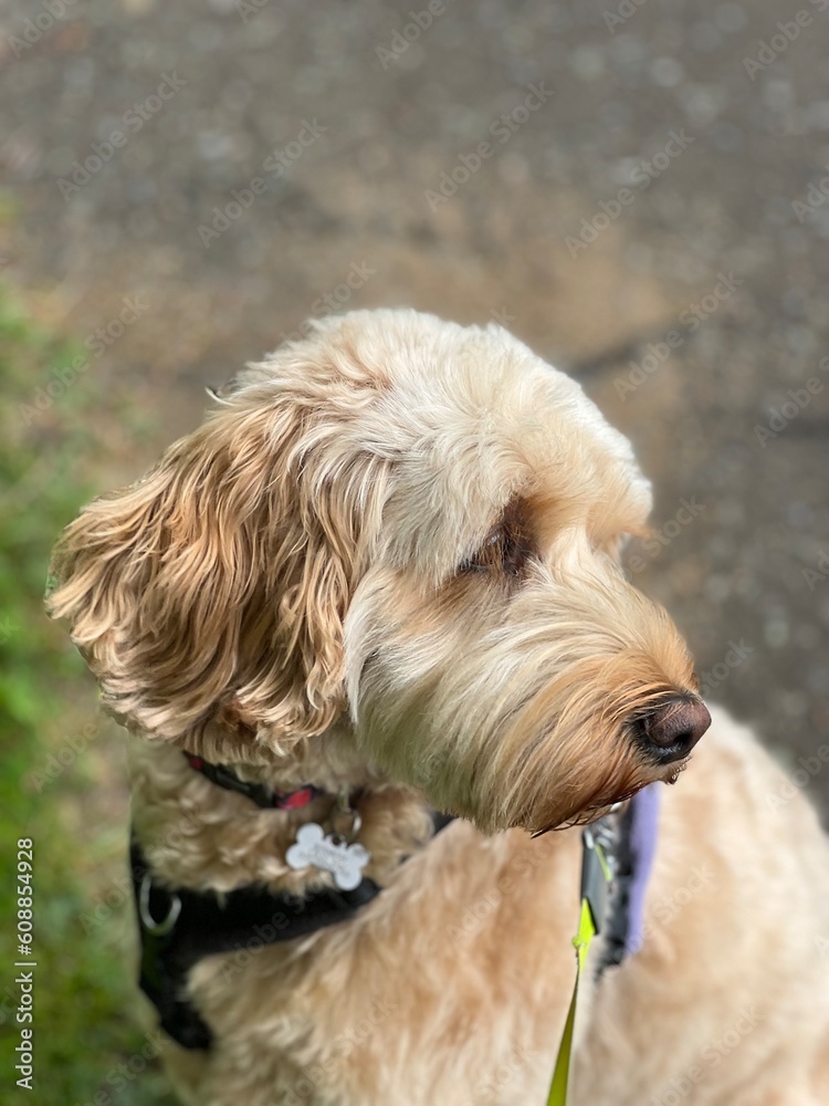 portrait of a dog