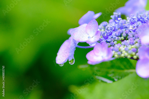 鬱陶しい梅雨の時期に鮮やかな色味で楽しめる紫陽花。様々な品種が楽しい。マクロでクローズアップで撮影 photo