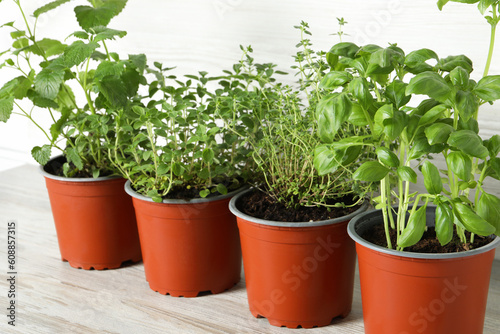 Different aromatic potted herbs on light wooden table, closeup