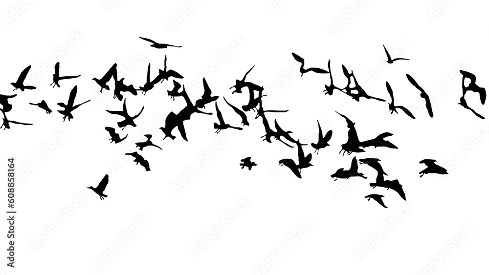 Fototapeta premium silhouettes of seagulls, martı sülietleri, martı, martılar, kuşlar PNG photo