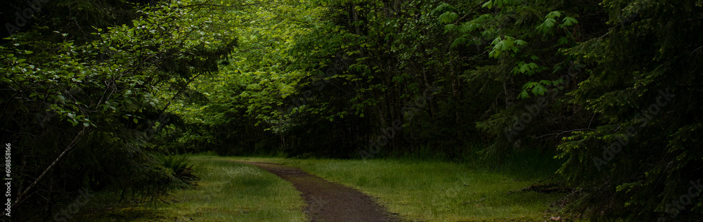 green forest path green forest path