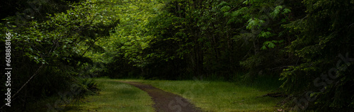 green forest path