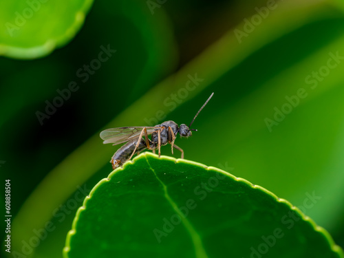 Macro de una mosca en el bosque © MrWeaK