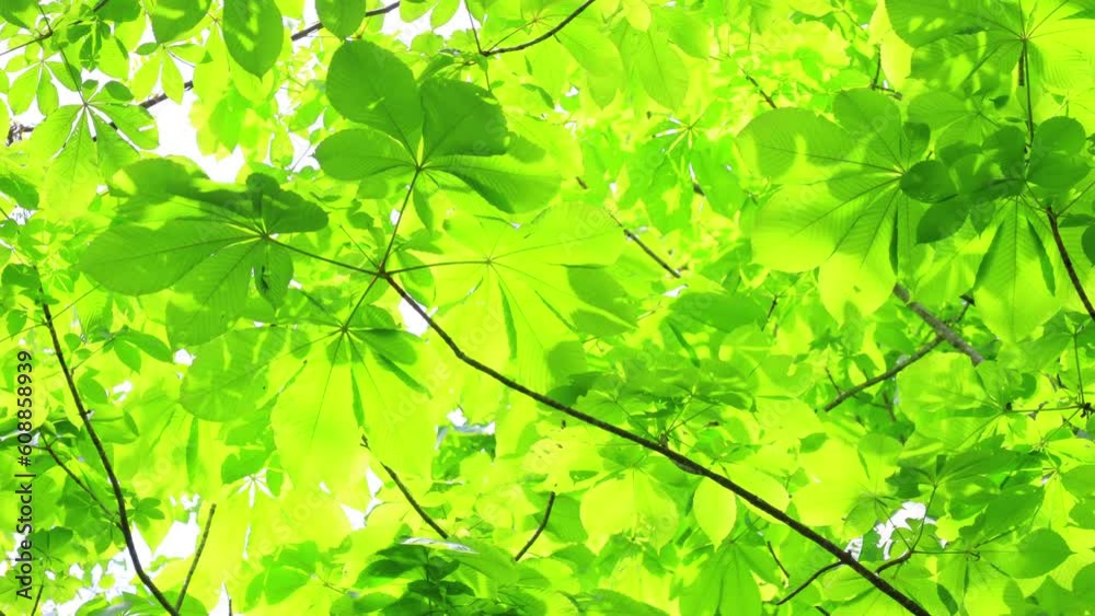 green leaves in the sun