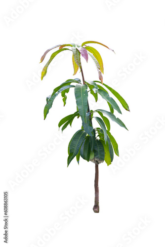 Mango tree young sapling on transparent background