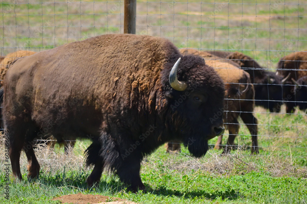 american bison buffalo