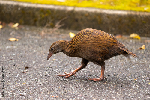 A weka bird gracefully walks on gravelly ground, showcasing its distinct features and blending with the natural surroundings