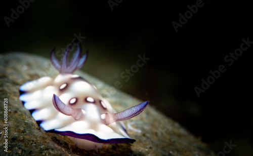 Nudibranch (𝘎𝘰𝘯𝘪𝘰𝘣𝘳𝘢𝘯𝘤𝘩𝘶𝘴 𝘩𝘪𝘯𝘵𝘶𝘢𝘯𝘦𝘯𝘴𝘪𝘴) Shot in Anilao, Batangas, Philippines