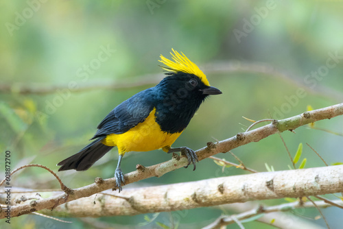 Sultan Tit bird, Kaeng Krachan National Park, Phetchaburi - Thailand photo