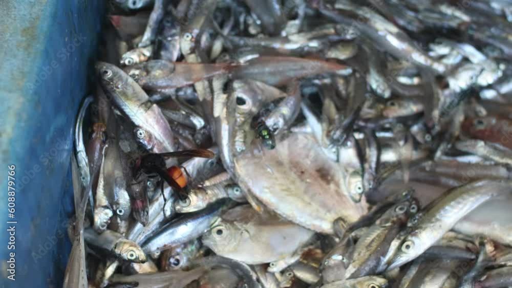 Selective video focuses on a hornet bee perched on a rotten fish Selective video focuses on a hornet bee perched on a rotten fish
