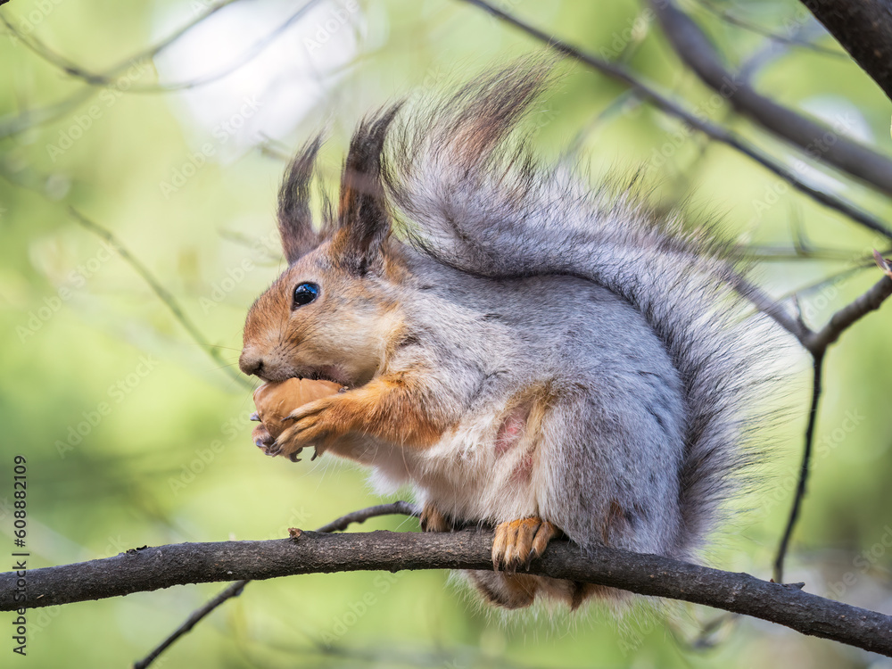 The squirrel with nut sits on a branches in the spring or summer. The squirrel with nut sits on a branches in the spring or summer.
