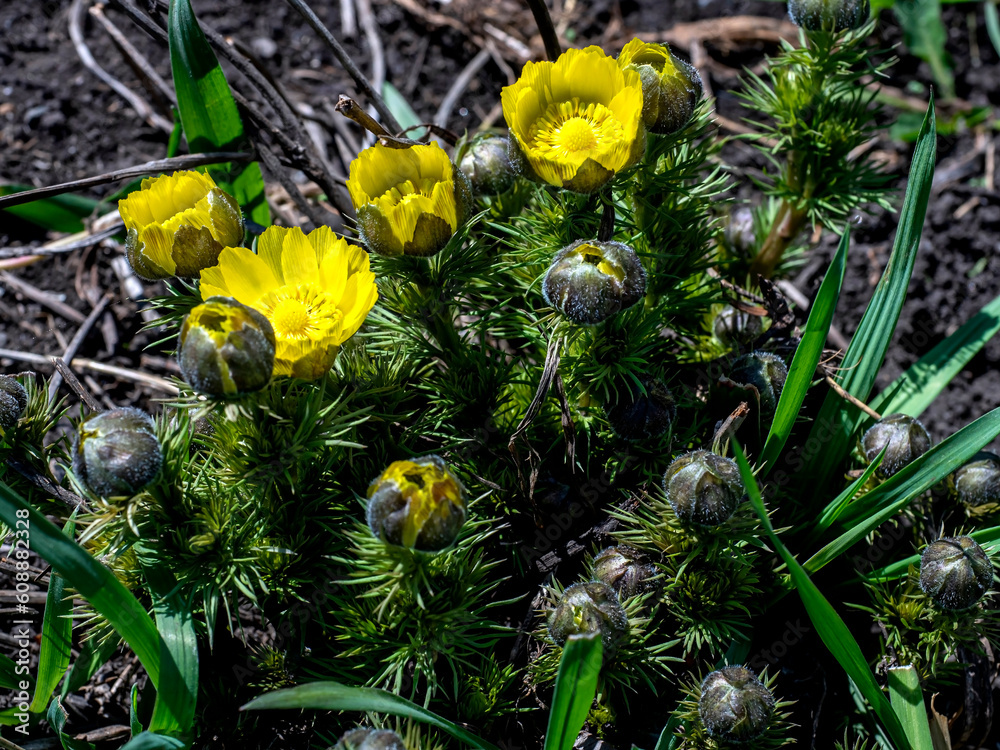 bright yellow adonis flowers bloom, with the Latin name Adonis vernalis bright yellow adonis flowers bloom, with the Latin name Adonis vernalis