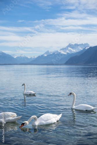 white swans at Lake Geneva in Vevey  Switzerland.