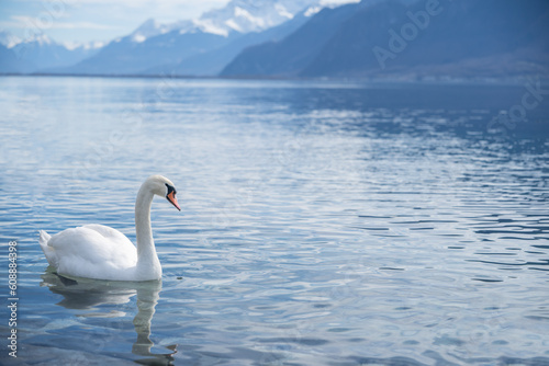 white swans at Lake Geneva in Vevey  Switzerland.