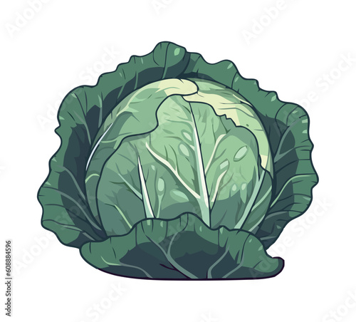 Fresh cabbage vegetable, hand picked from nature