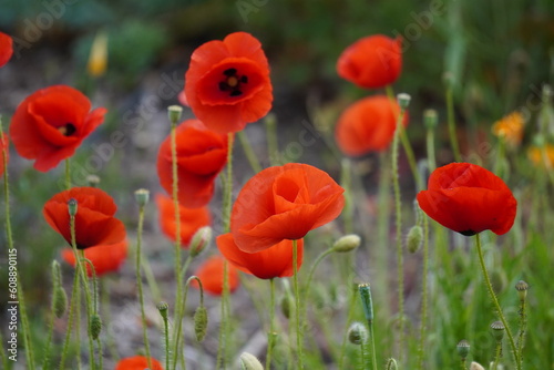Coquelicots
