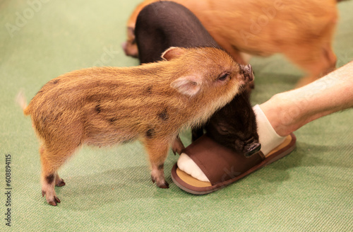 mini pig feel happy lying on the human legs photo