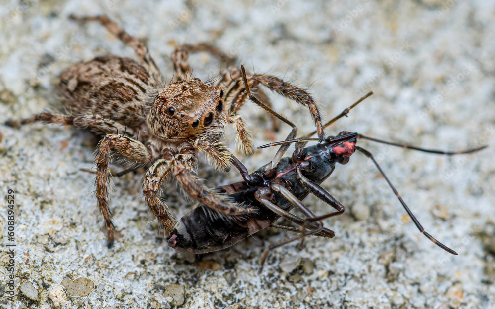 Jumping spider eating black prey on cement floor, Selective focus, Macro photo of insect. Jumping spider eating black prey on cement floor, Selective focus, Macro photo of insect.