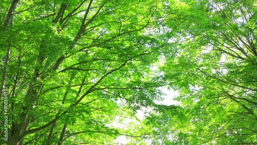 green leaves in the forest