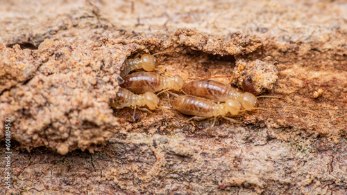 Close up of worker termites walking in nest on forest floor, Termites walking in mud tube, Small termites, Selective focus. photo