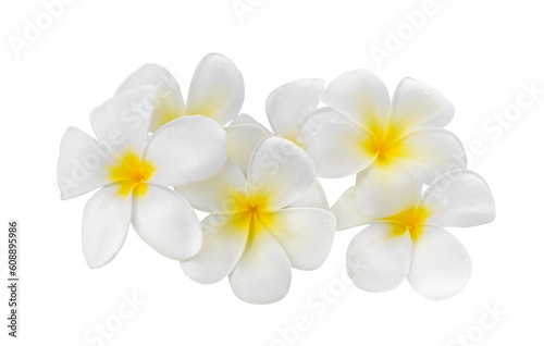 frangipani flower isolated on transparent png © sommai