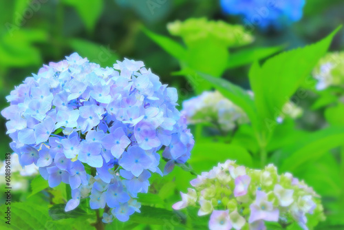 爽やかなブルーの紫陽花の花