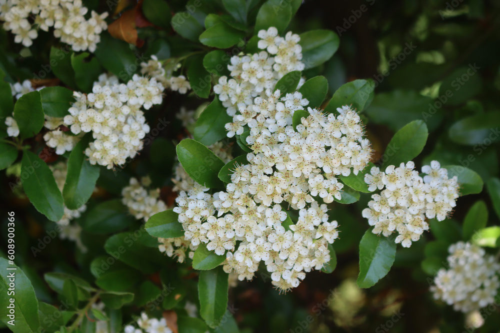 Close-up of Pyracantha or Firethorn bush with many white flowers on branches on early summer Close-up of Pyracantha or Firethorn bush with many white flowers on branches on early summer