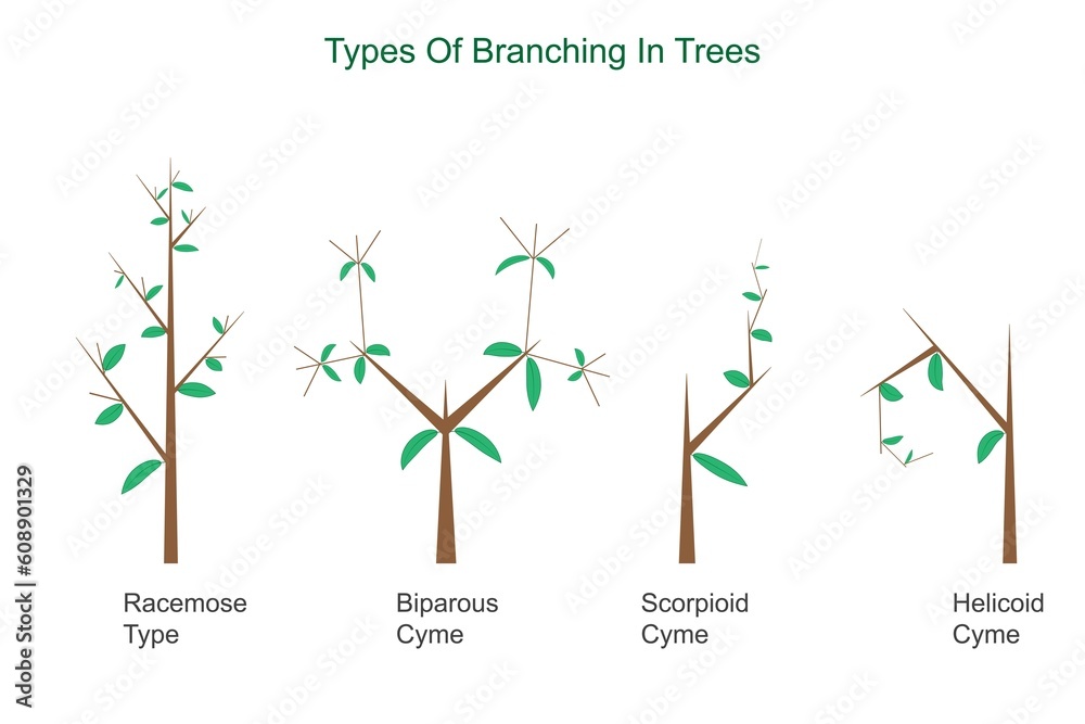 branching in trees. Types of branching lateral. Racemose,cymose