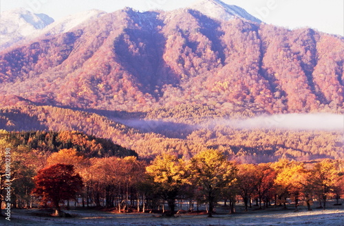 朝日差し込む紅葉に彩られる晩秋の高原