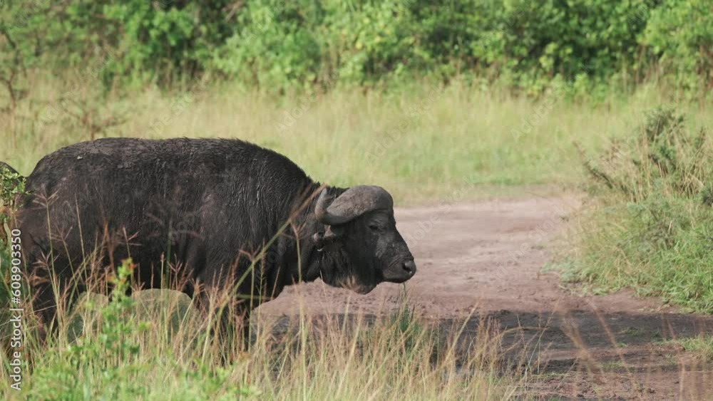Water Buffalo Standing Next To Dirt Road In Lake Mburo National Park, Uganda. - handheld Water Buffalo Standing Next To Dirt Road In Lake Mburo National Park, Uganda. - handheld