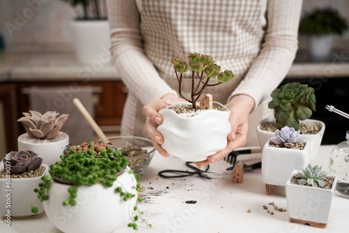 Woman holding potted Aeonium Green Tea Succulent in a white ceramic pot with decorative small house
