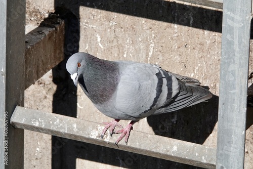 Pigeon takes a rest on on a ladder on a sunny day. Concrete wall in the background. Pigeon looking down. High quality photo