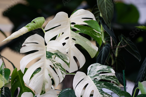 Monstera Albo variegated plant close up in the garden.