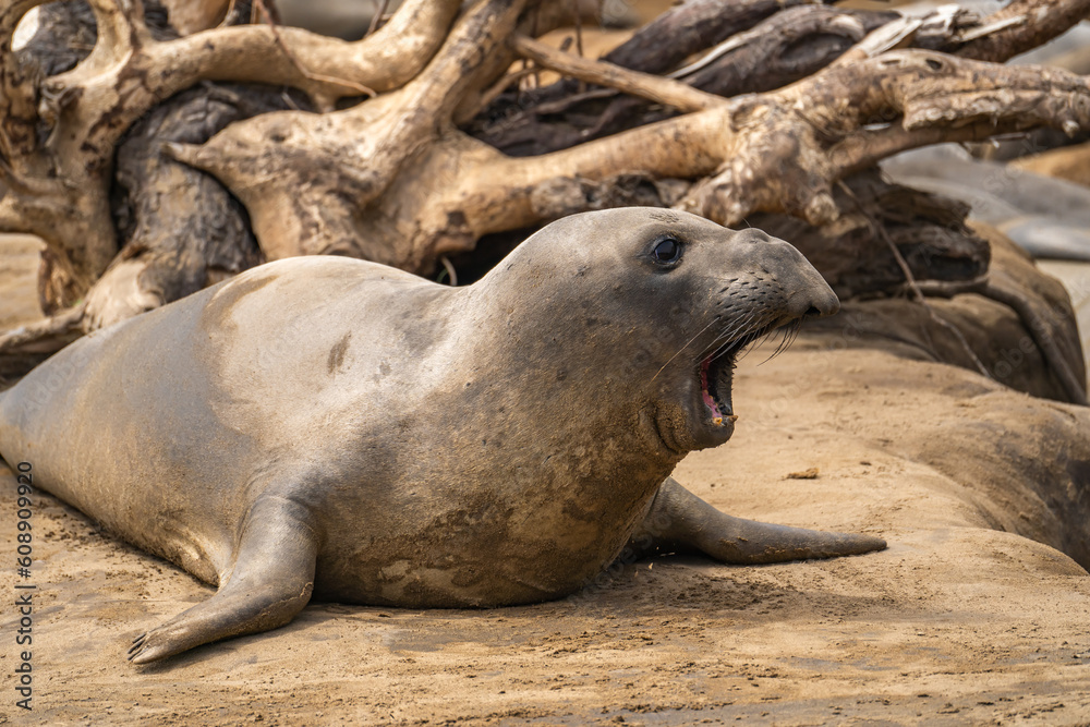 Fototapeta premium Elephant seal yawns. Wildlife photography.