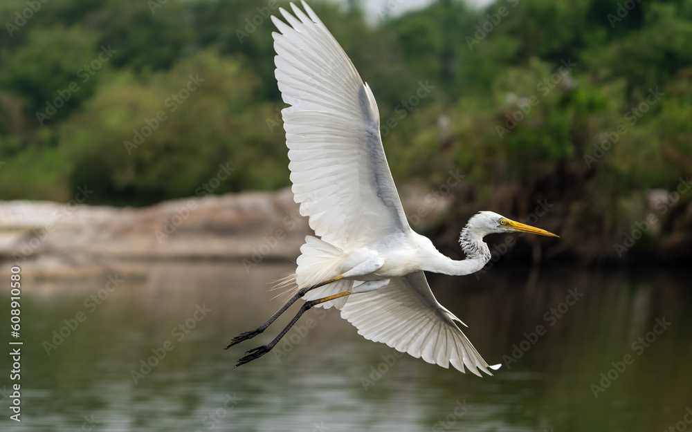 Great egret (Ardea alba) also known as the common egret Great egret (Ardea alba) also known as the common egret
